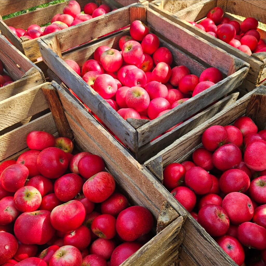 APlillefoto1 min 1024x1024