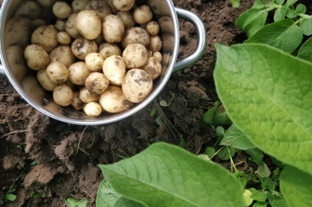 EMGlillebillede2 1024x680