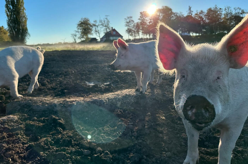 EMGlillebillede4 1024x679