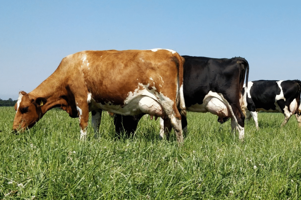 EMGlillebillede5 1024x680